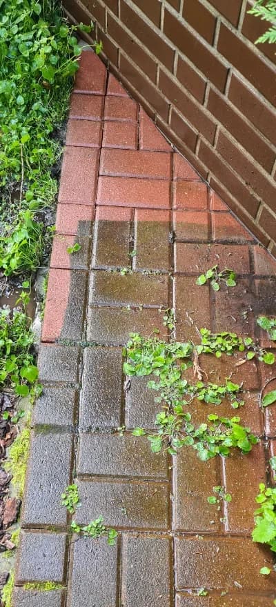 Chodnik z kostki w trakcie mycia: część czysta, część zarośnięta