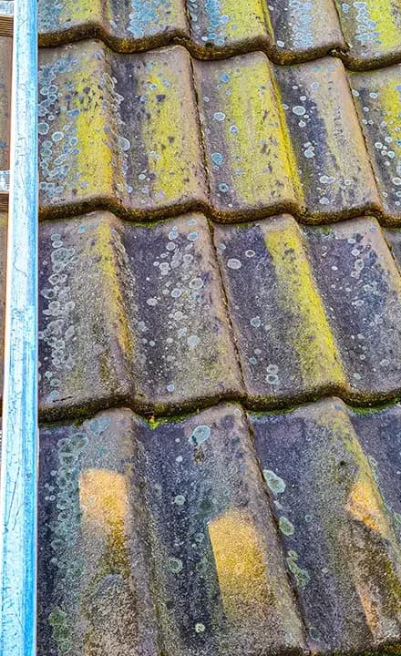 Dachówka przed myciem, pokryta porostami
